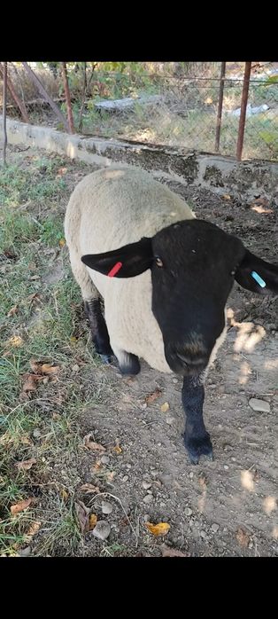 Berbec suffolk 100 kg