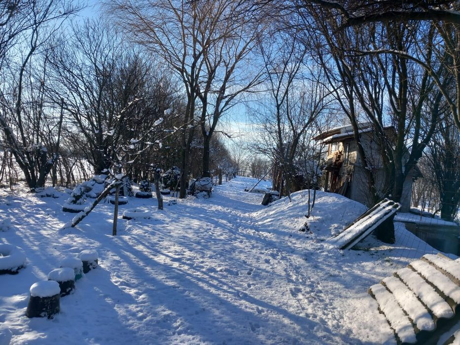 Catei pentru adoptie