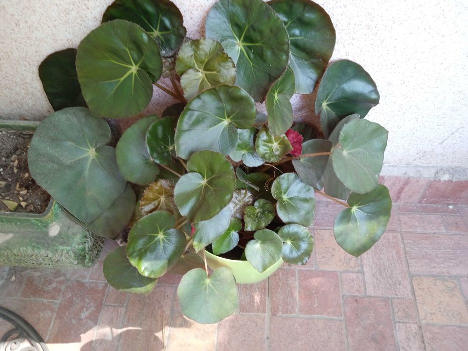 Стайно растение бегония