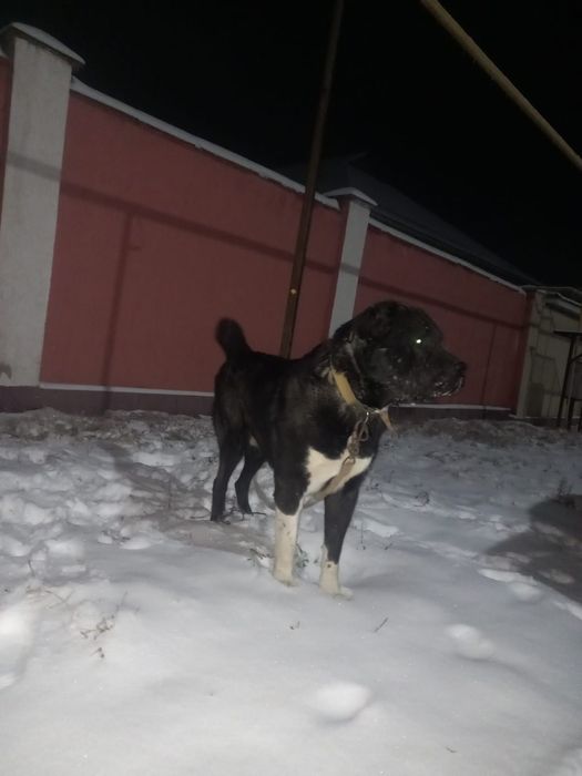 Төбет сатылады. 1.8 жас.