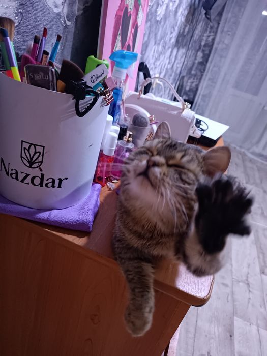 Кот в хорошие руки