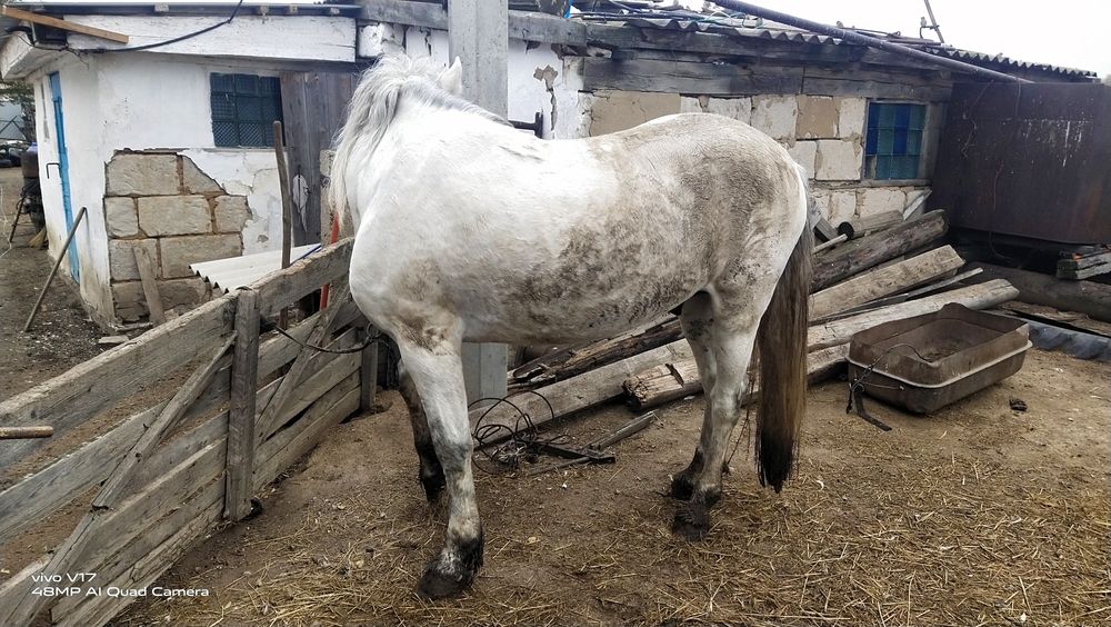 Ағыр полу тяжеловес