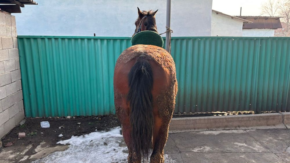 Айгыр сатылады айгыр