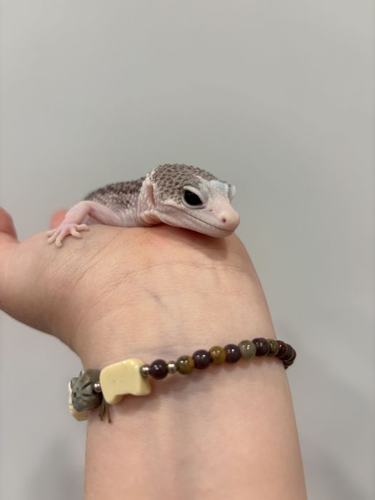 Самка эублефара