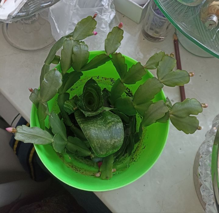 Шишки ёлочные,Отростки декабриста