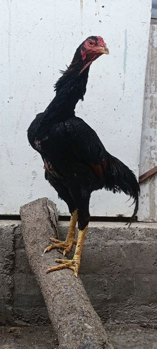 Тозза немис сотилади