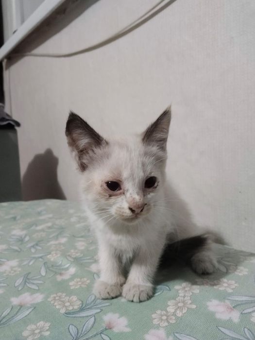 Отдадим котят в хорошие руки!!!