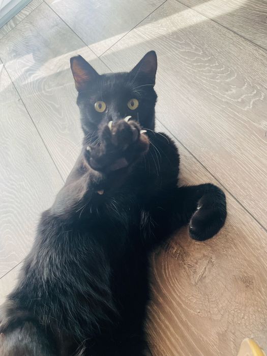 Motan schiop si iubaret de 2 ani pentru adoptie