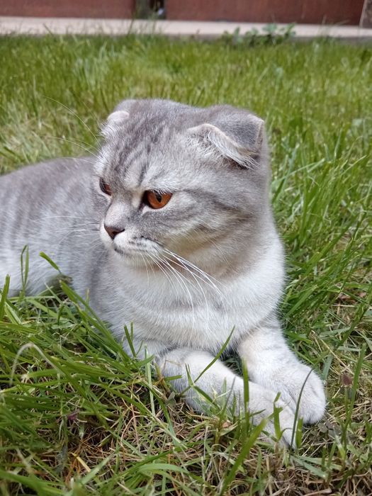 Котята (парода скотш фолд)