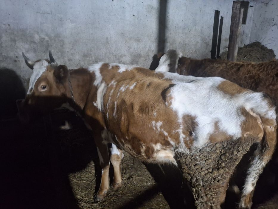 Продам корову 5 ти летка и трёх летка мясомолочные