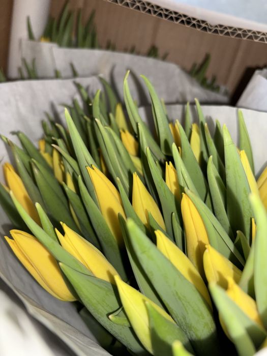 Тюльпаны к 8 марта