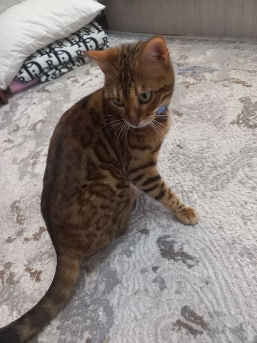 Bengal qiz bolaa