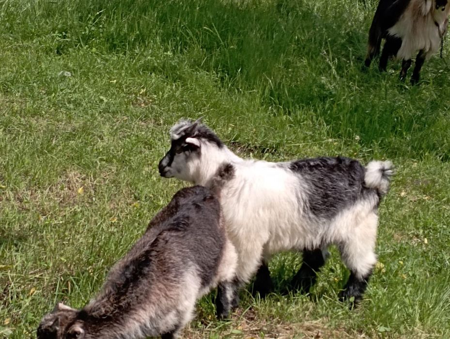 Capra cu 2 iezi (ied  si iedută)