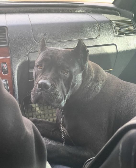 Кане корсо - чистокровная