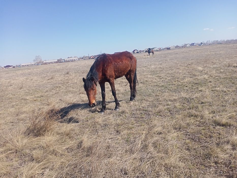 Продам кабылки и жерепчики.