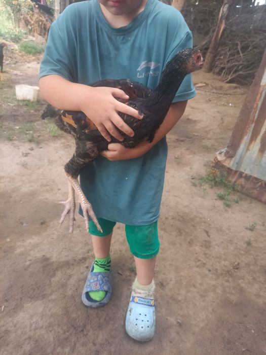 Дәкән қораз сатлат