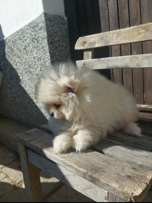 Мини померани от родословни родители