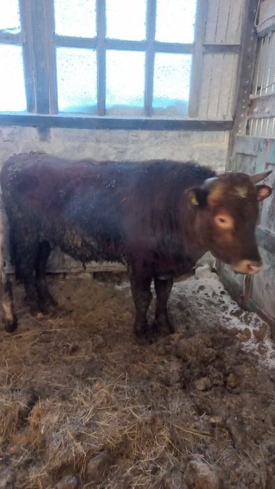 Продам бычка 1,5 года