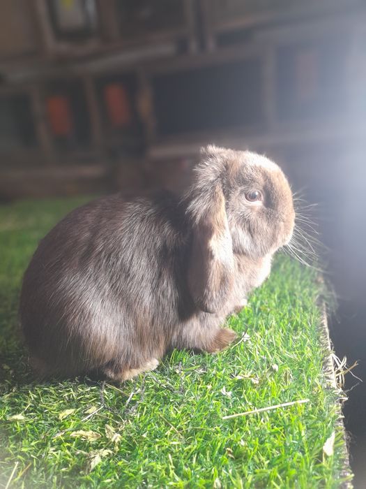 Карлик баран айол сотувда бугуз большим мункин