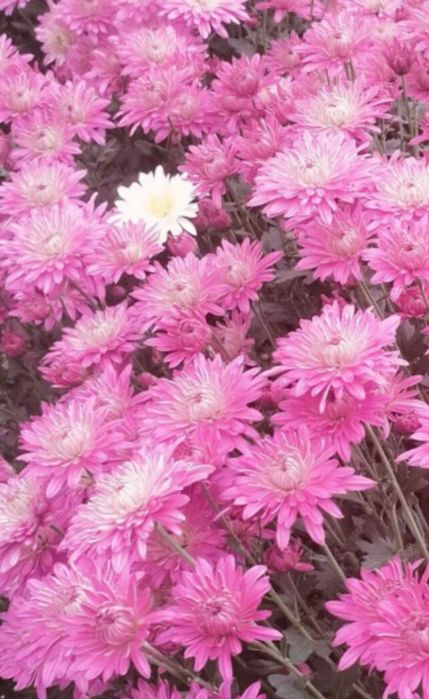 Продам хризантему дачьную