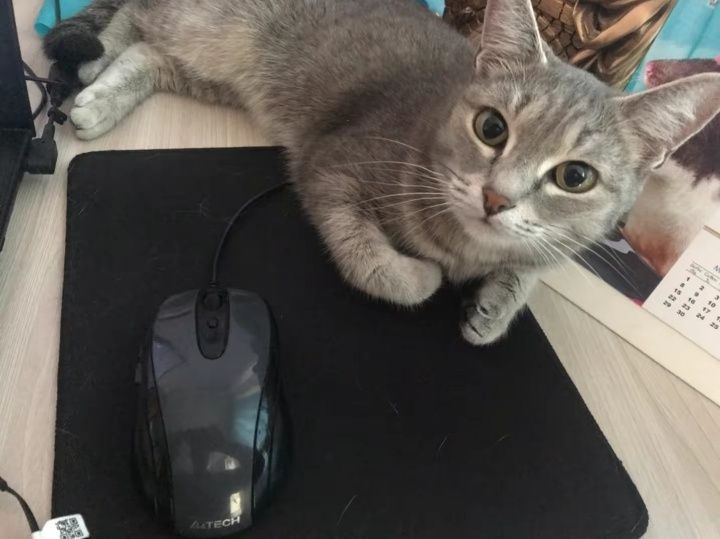 Потерялась кошка