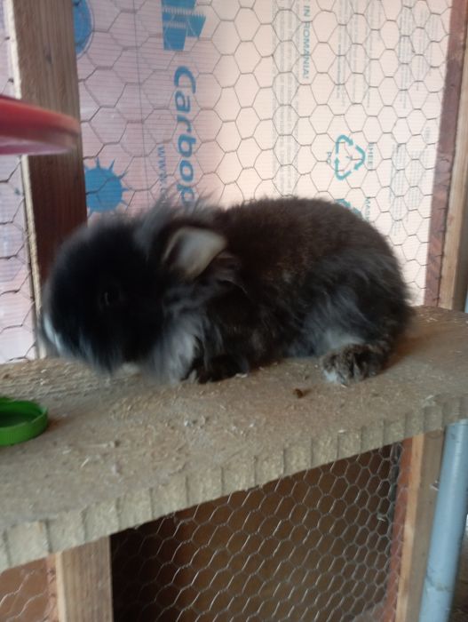 Iepuri berbec si cap de leu