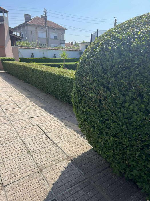 Лигуструм (жив плет)