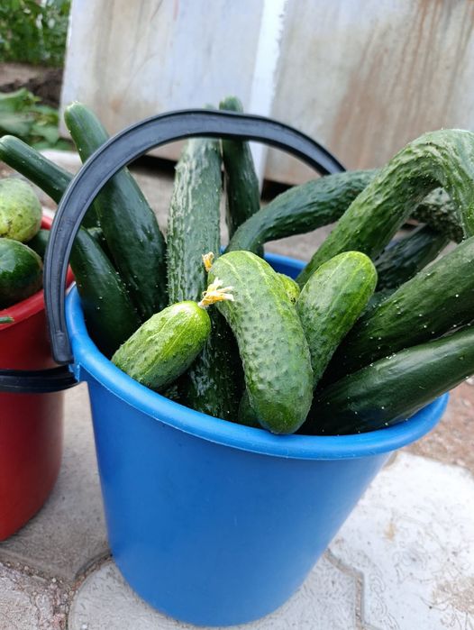 Продам домашние огурцы Балхаш
