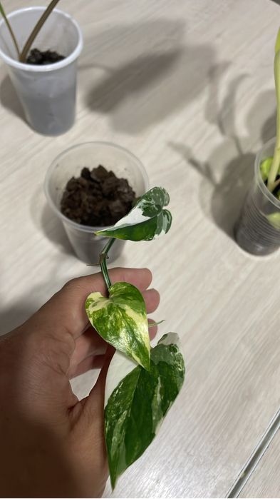 Комнатные цветы филодендрон эпипремнум ароидные