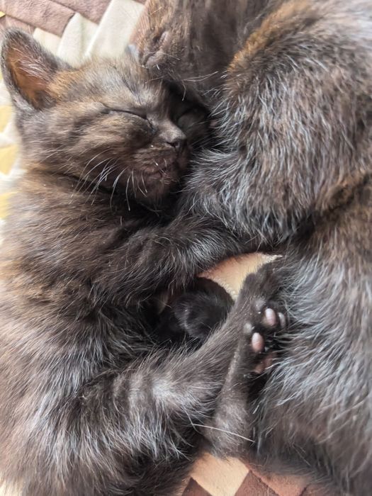 Британские котята