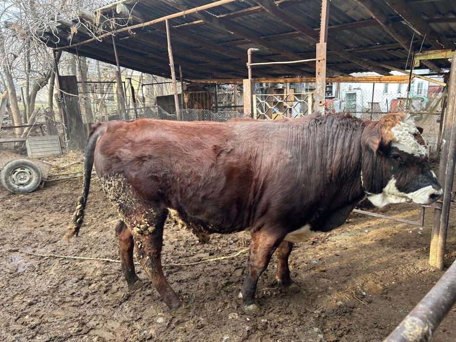 Бұқа сатылады,бордақы.