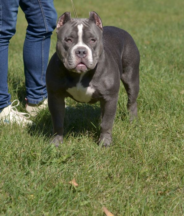 Вязка американский булли