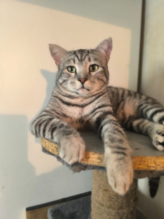 Кошечка ласковый в добрые руки