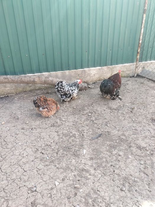 Продается семейка кохинхинов