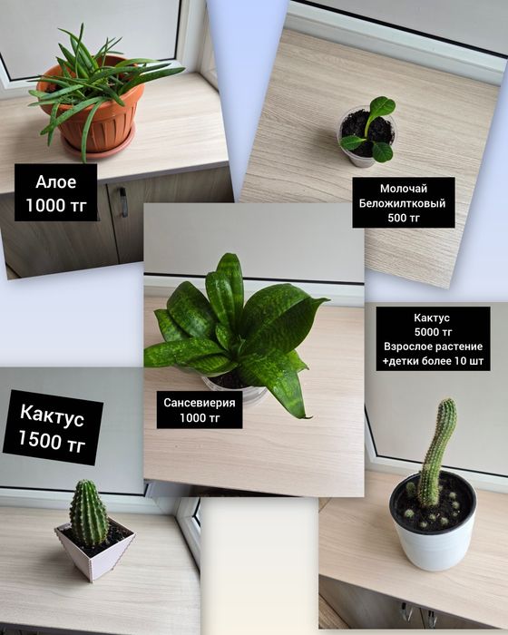 Комнатные цветы комнатные растения