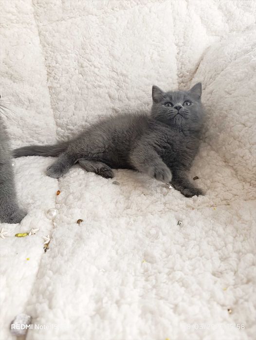 Британски късокосместа и шотлански клепоухи