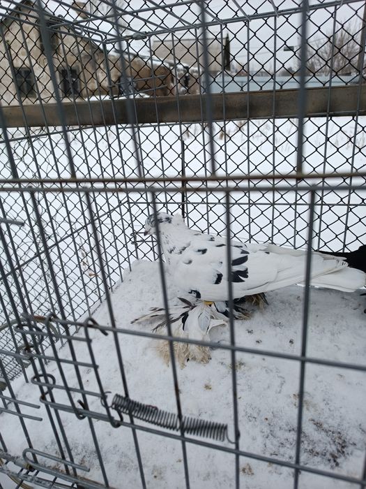 Голуби Бойные лётные