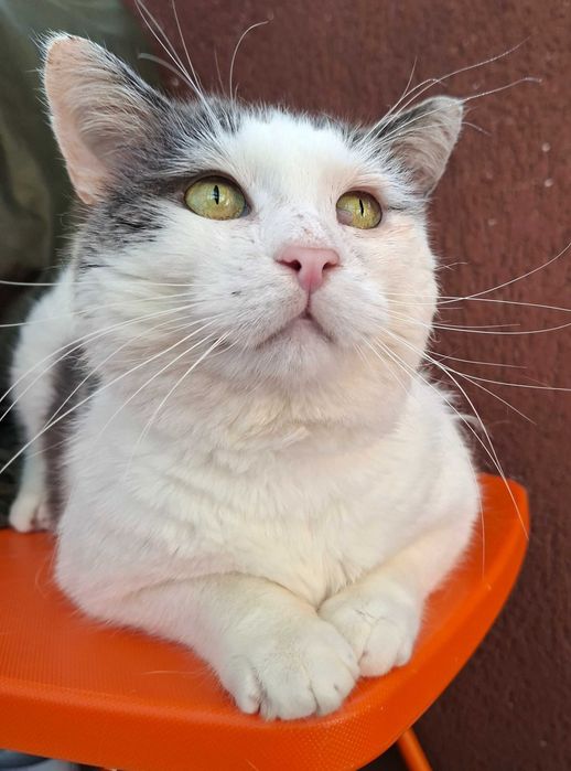 Adoptie motan alb castrat Martafoi, pt curte, se aduce in tara