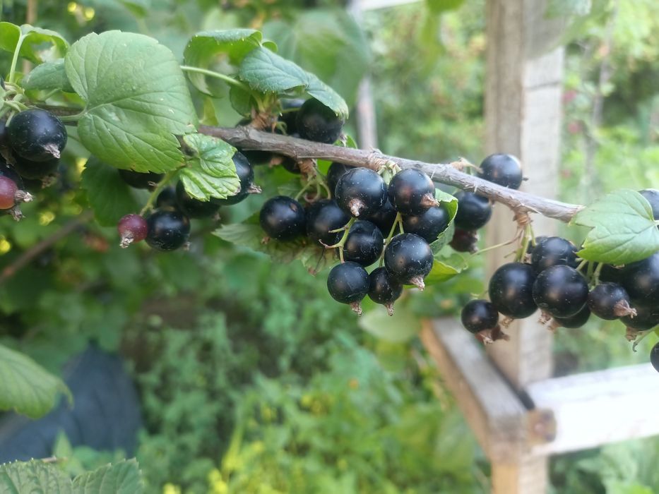 Продам дачную вишню и смородину