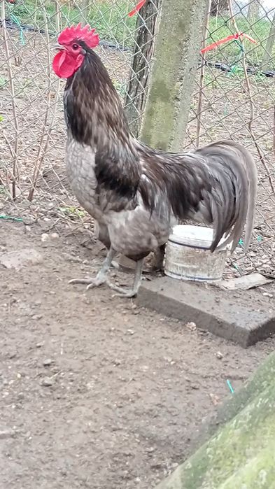 Vând Gaini Austrolorp