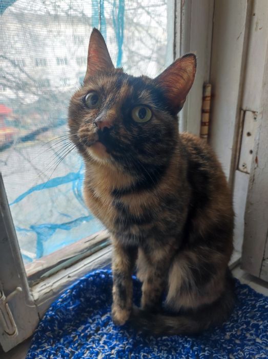 Котёнок для бабушки 5месяцев