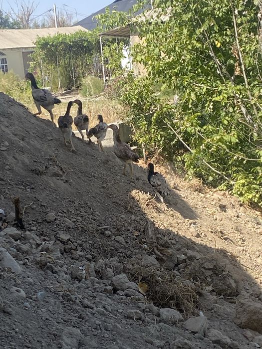 Таук кораз шөже