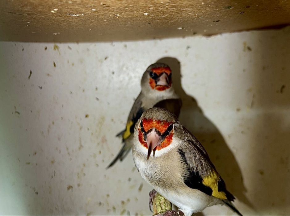 norchi sava sotiladi bishkek