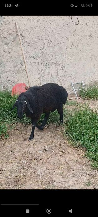 Quchqor sotiladi Qurbonlik uchun 40 kg DAN ziyod gʻushti