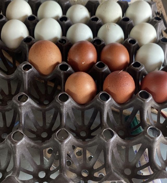 Oua marans ,araucana,australorp,motata olandeza de incubat