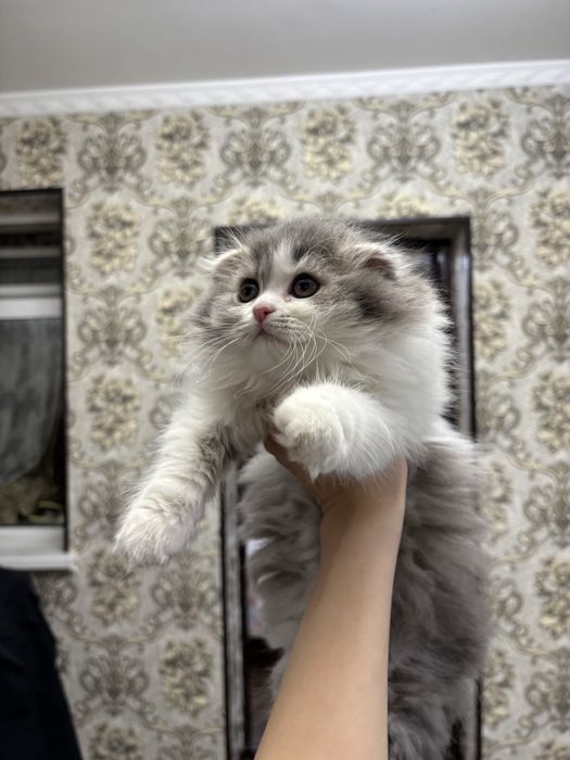 Вислоухая пушистая девочка скотиш фолд