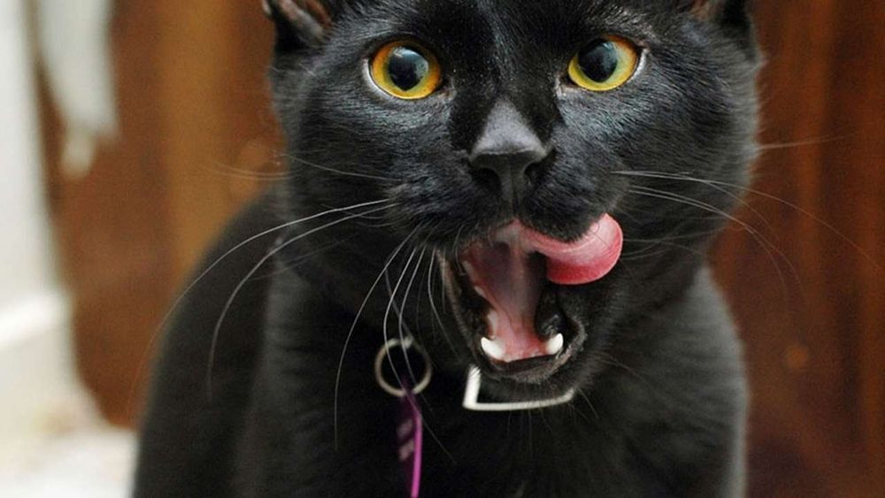 Эксклюзив. Чаузи f3 чёрные