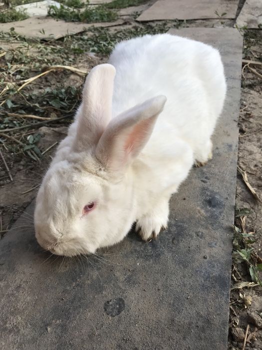 Кролики НЗБ