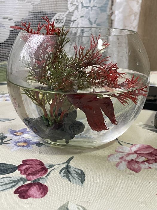 Vand peste beta cu accesori si mancare