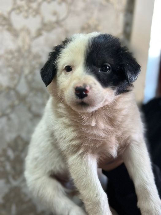 В добрые руки щенок